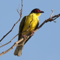 Australasian Figbird